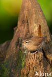 Winterkoning (Troglodytes troglodytes)