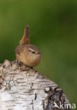 Winterkoning (Troglodytes troglodytes)