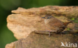 Winterkoning (Troglodytes troglodytes)