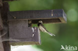 White Wagtail (Motacilla alba)