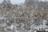 Eurasian Curlew (Numenius arquata)