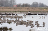 Eurasian Curlew (Numenius arquata)