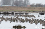 Eurasian Curlew (Numenius arquata)