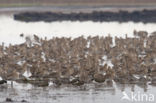 Eurasian Curlew (Numenius arquata)