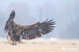 Zeearend (Haliaeetus albicilla)