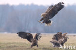 Zeearend (Haliaeetus albicilla)