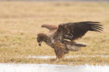 Zeearend (Haliaeetus albicilla)