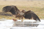 Zeearend (Haliaeetus albicilla)