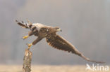 Zeearend (Haliaeetus albicilla)