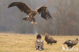 Zeearend (Haliaeetus albicilla)