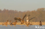 Zeearend (Haliaeetus albicilla)