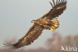 Zeearend (Haliaeetus albicilla)