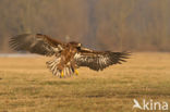 Zeearend (Haliaeetus albicilla)