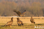 Zeearend (Haliaeetus albicilla)