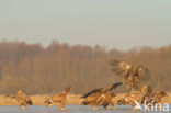 Zeearend (Haliaeetus albicilla)