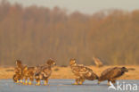 Zeearend (Haliaeetus albicilla)