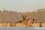 Zeearend (Haliaeetus albicilla)