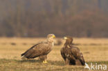 Zeearend (Haliaeetus albicilla)