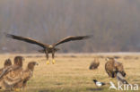 Zeearend (Haliaeetus albicilla)