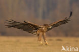 Zeearend (Haliaeetus albicilla)