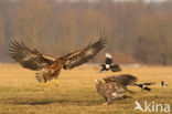 Zeearend (Haliaeetus albicilla)