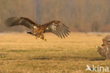 Zeearend (Haliaeetus albicilla)