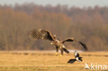 Zeearend (Haliaeetus albicilla)