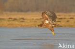 Zeearend (Haliaeetus albicilla)