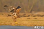 Zeearend (Haliaeetus albicilla)