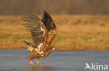 Zeearend (Haliaeetus albicilla)