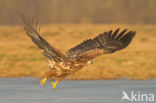 Zeearend (Haliaeetus albicilla)