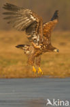 Zeearend (Haliaeetus albicilla)