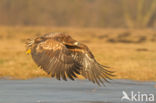 Zeearend (Haliaeetus albicilla)