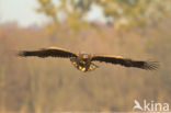 Zeearend (Haliaeetus albicilla)