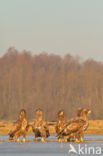 Zeearend (Haliaeetus albicilla)