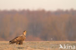 Zeearend (Haliaeetus albicilla)