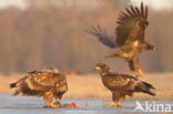 Zeearend (Haliaeetus albicilla)