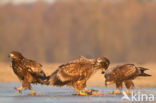 Zeearend (Haliaeetus albicilla)