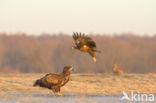 Zeearend (Haliaeetus albicilla)