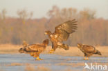 Zeearend (Haliaeetus albicilla)