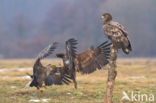 Zeearend (Haliaeetus albicilla)