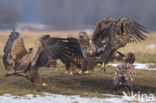 Zeearend (Haliaeetus albicilla)