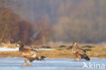 Zeearend (Haliaeetus albicilla)