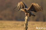 Zeearend (Haliaeetus albicilla)