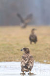 Zeearend (Haliaeetus albicilla)