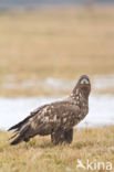 Zeearend (Haliaeetus albicilla)