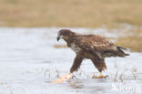 Zeearend (Haliaeetus albicilla)