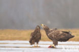 Zeearend (Haliaeetus albicilla)