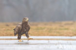 Zeearend (Haliaeetus albicilla)