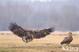 Zeearend (Haliaeetus albicilla)